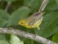 Prairie Warbler - Gatling Point Rec Area (36.5575,-87.9038), Stewart, Tennessee, United States, June 14, 2024