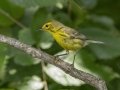 Prairie Warbler - Neville Bay Rd, Dover US-TN 36.60605, -87.93999, Stewart, Tennessee, United States, July 2, 2024