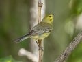 Prairie Warbler - Gatling Point Rec Area (36.5575,-87.9038), Stewart, Tennessee, United States, June 14, 2024