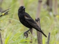 Red-winged Blackbird - Tennessee NWR--Duck River Unit, Humphreys County, TN, June 1, 2024