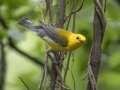Prothonotary Warbler - Tennessee NWR--Britton Ford--Refuge HQ, Henry, Tennessee, United States, June 8, 2024