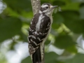 Downy Woodpecker - Tennessee NWR--Britton Ford--Refuge HQ, Henry, Tennessee, United States, June 8, 2024