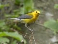 Prothonotary Warbler - Tennessee NWR--Britton Ford--Refuge HQ, Henry, Tennessee, United States, June 8, 2024