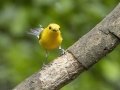 Prothonotary Warbler - Tennessee NWR--Britton Ford--Refuge HQ, Henry, Tennessee, United States, June 8, 2024