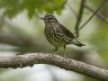 Northern Waterthrush - Barkley Wildlife Management Area - Stewart County - TN, April 25, 2024