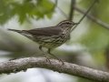 Northern Waterthrush - Barkley Wildlife Management Area - Stewart County - TN, April 25, 2024