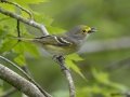 White-eyed Vireo - Barkley Wildlife Management Area - Stewart County - TN, April 25, 2024