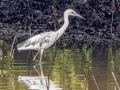 Little Blue Herons - Tennessee NWR--Duck River Unit, Pool 11, Humphreys County, TN, June 1, 2024