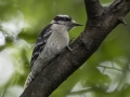 Downy Woodpecker - Tennessee NWR--Britton Ford--Refuge HQ, Henry, Tennessee, United States, June 8, 2024