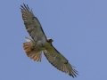 Red-tailed Hawk - Boone Hollow Ln, Erin US-TN, Houston County, Tennessee, June 6, 2024