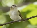 Red-eyed Vireo