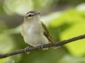 Red-eyed Vireo - Tennessee NWR--Britton Ford--Refuge HQ, Henry, Tennessee, United States, June 8, 2024