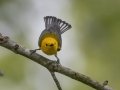 Prothonotary Warbler - Barkley Wildlife Management Area - Stewart County - TN, April 25, 2024