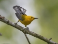 Prothonotary Warbler - Barkley Wildlife Management Area - Stewart County - TN, April 25, 2024