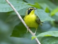 Kentucky Warbler - Cumberland River Bicentennial Trail--Eagle Pass Section, Cheatham, Tennessee, United States, July 5, 2024