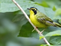 Kentucky Warbler - Cumberland River Bicentennial Trail--Eagle Pass Section, Cheatham, Tennessee, United States, July 5, 2024