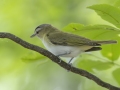 Red-eyed Vireo