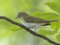 Red-eyed Vireo - Tennessee NWR--Britton Ford--Refuge HQ, Henry, Tennessee, United States, June 8, 2024