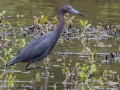 Little Blue Herons - Tennessee NWR--Duck River Unit, Pool 11, Humphreys County, TN, June 1, 2024