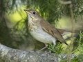Veery - River Road, Dover - Stewart County - TN, May 9, 2024