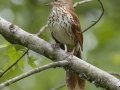 Brown Thrasher - Barkley Wildlife Management Area - Stewart County - TN, April 25, 2024