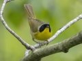 Common Yellowthroat - Barkley Wildlife Management Area - Stewart County - TN, April 25, 2024