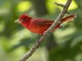 Summer Tanager - Gatling Point Rec Area, Stewart County, Tennessee, June 14, 2024