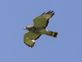 Veery- River Road, Dover - Stewart County - TN, May 9, 2024