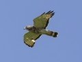 Broad-winged Hawk - River Road, Dover - Stewart County - TN, May 9, 2024