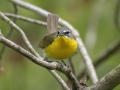 Yellow-breasted Chat - Barkley Wildlife Management Area - Stewart County - TN, April 25, 2024