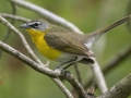 Yellow-breasted Chat - Barkley Wildlife Management Area - Stewart County - TN, April 25, 2024