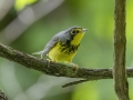 Canada Warbler - Cheatham Dam Right Bank - Cheatham County, TN - May 15, 2024