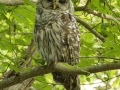 Barred Owl - Cumberland River Bicentennial Trail--Eagle Pass Section, Cheatham, Tennessee, United States, July 5, 2024