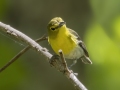 Yellow-throated Vireo