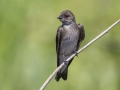 Northern Rough-winged Swallow - Cross Creeks NWR--Pool 2, Stewart, Tennessee, United States, June 14, 2024