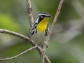 Yellow-throated Warbler - Barkley Wildlife Management Area - Stewart County - TN, April 25, 2024