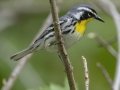 Yellow-throated Warbler - Barkley Wildlife Management Area - Stewart County - TN, April 25, 2024