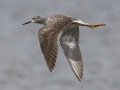 Greater Yellowlegs - Cross Creeks NWR--Pool 2/ABC, Stewart, Tennessee, United States, May 24, 2024