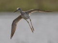 Greater Yellowlegs - Cross Creeks NWR--Pool 2/ABC, Stewart, Tennessee, United States, May 24, 2024