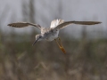 Greater Yellowlegs - Cross Creeks NWR--Pool 2/ABC, Stewart, Tennessee, United States, May 24, 2024