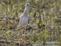 Greater Yellowlegs - Cross Creeks NWR--Pool 2/ABC, Stewart, Tennessee, United States, May 24, 2024