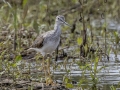 Greater Yellowlegs - Cross Creeks NWR--Pool 2/ABC, Stewart, Tennessee, United States, May 24, 2024