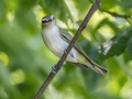 Red-eyed Vireo