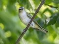 Red-eyed Vireo - Cross Creeks NWR--Pool 2/ABC, Stewart, Tennessee, United States, June 14, 2024