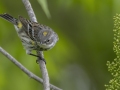 Yellow-rumped Warbler - Barkley Wildlife Management Area - Stewart County - TN, April 25, 2024