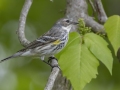 Yellow-rumped Warbler - Barkley Wildlife Management Area - Stewart County - TN, April 25, 2024