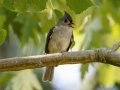 Tufted Titmouse - Cross Creeks NWR Pool 2 ABC, Stewart County, Tennessee, June 14, 2024
