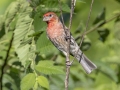 House Finch - Land Between the Lakes NRA--South Welcome Station, Stewart, Tennessee, United States, June 27, 2024