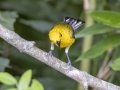 Prothonotary Warbler - Cross Creeks NWR--Pool 2/ABC, Stewart, Tennessee, United States, June 14, 2024