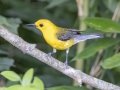 Prothonotary Warbler - Cross Creeks NWR--Pool 2/ABC, Stewart, Tennessee, United States, June 14, 2024